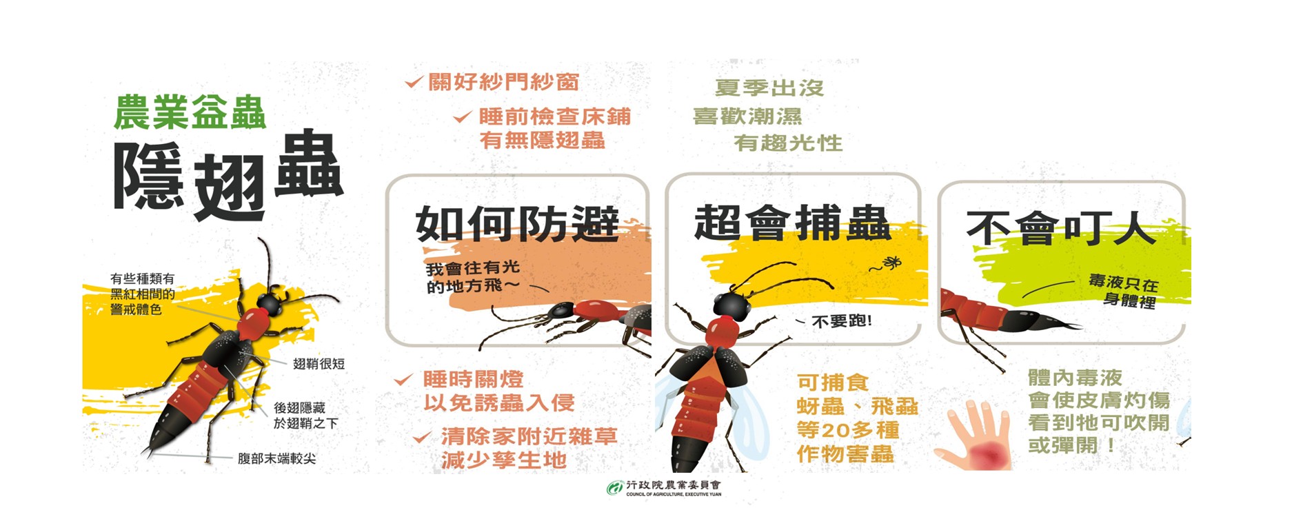 了解隱翅蟲